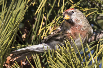Very red Redpoll in pine tree