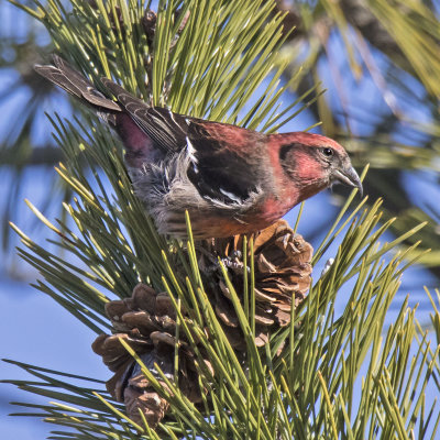 White-winged Crossbill on pine cone