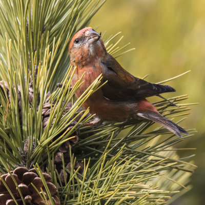 Red Crossbill looks up eating seed on pine cone