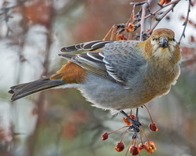 Pine Grosbeak juvenile male munches and stares
