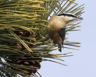 Red-breasted Nuthatch looks right on pine tree