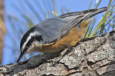 Red-breasted Nuthatch on branch