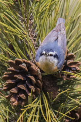 Red-breasted Nuthatch looks up by pine cones