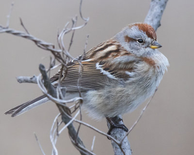 Tree Sparrow poses on tree