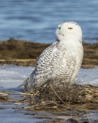 Snowy Owl poses on marsh