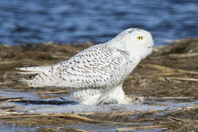 Snowy Owl walks on icy marsh