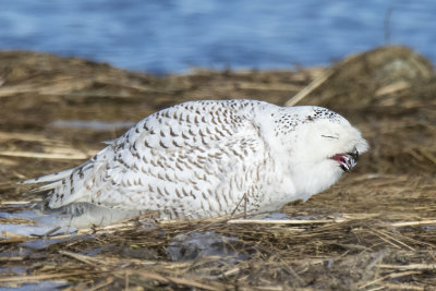 Snowy Owl chewing ice
