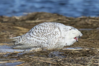 Snowy Owl chewing ice