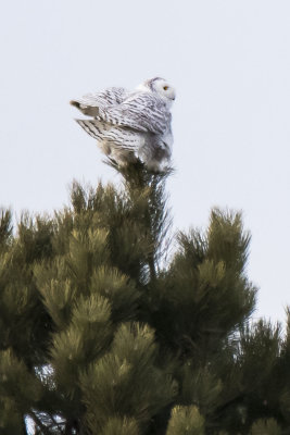 Snowy Owl lands on pine tree