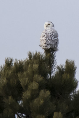 Snowy Owl looks back from pine tree