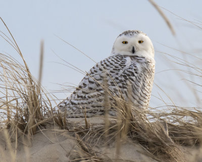 Snowy Owl stares on dune