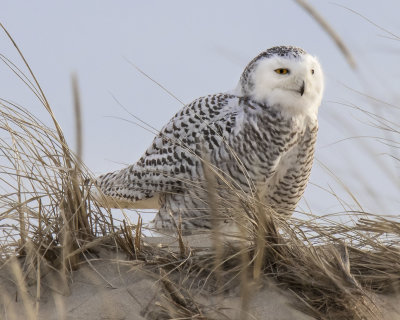 Snowy Owl about to take off
