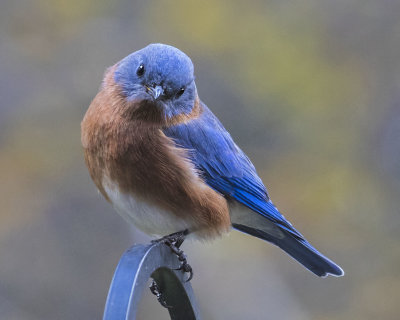 Bluebird on feeder rod
