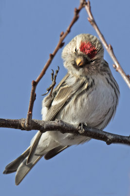 Redpoll about to scratch on branch