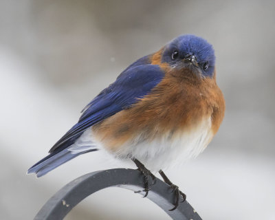 Male Bluebird staring from feeder rod