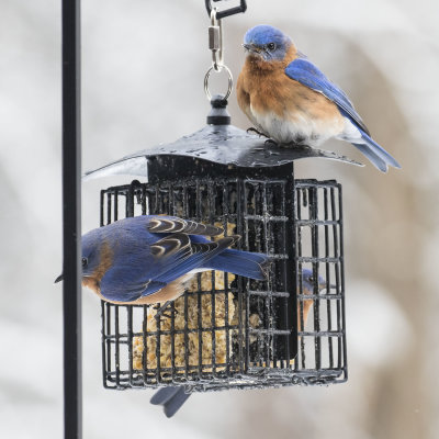 Three Bluebirds on suet