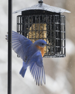 Bluebird takes off from suet