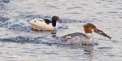 Male Common Merganser chases Female with fish