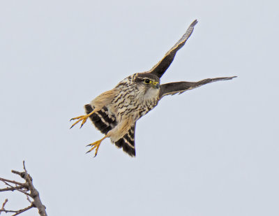 Merlin takes off from branch