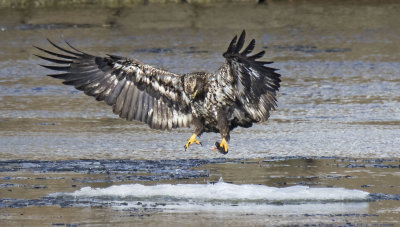 Juvenile Eagle about to land on ice flow with fish