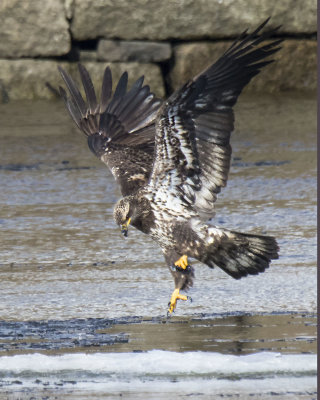 Juvenile Eagle about to land on ice flow with fish