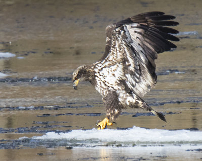 Juvenile eagle on ice flow with fish