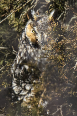 Long-eared Owl hiding in fir tree