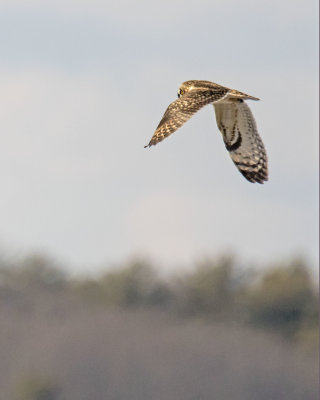 Short-eared Owl flying