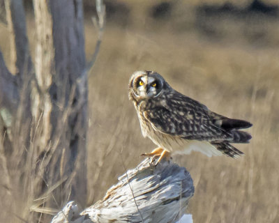 Short-eared Owl sits on log