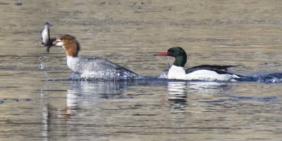 Common Merganser with fish chase