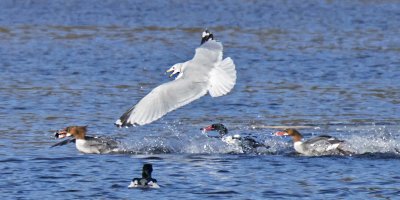 Common Merganser chase includes seagull