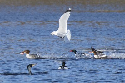 Common Merganser chase includes seagull and great cormorant watches