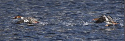 Female merganser chases 2nd with fish in flight