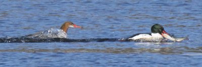Female Common Merganser chases Male with fish