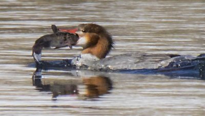 Common Merganser female with huge fish in mouth