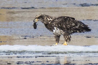 Juvenile eagle holds catfish on ice flow