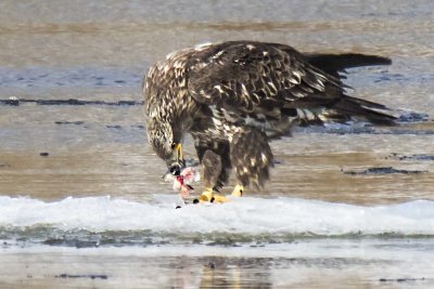 Juvenile eagle eating fish on ice flow