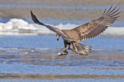 Juvenile eagle takes off with a fish from water