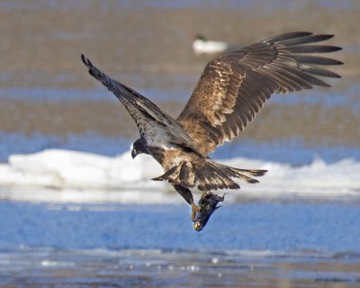 Juvenile eagle takes off with fish from water