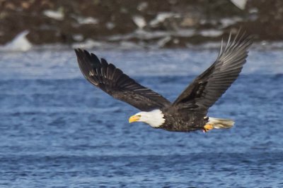Adult eagle flies over water with fish