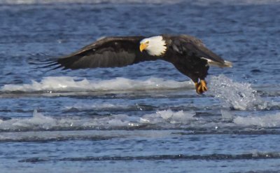 Eagle adult lifts off from water with fish