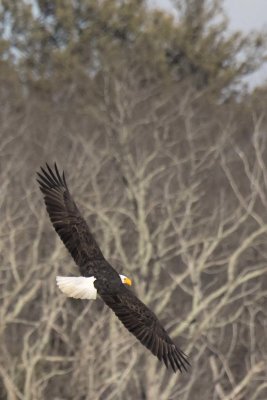 Adult eagle soaring past trees