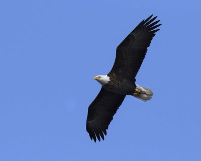 Eagle adult flying, blue sky