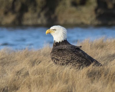 Adult eagle poses in Rye marsh