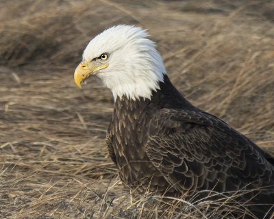Adult eagle poses in Rye marsh