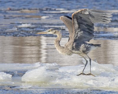 Great Blue Heron about to take off from ice