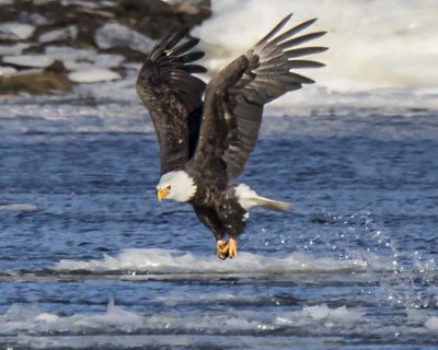 Eagle adult lifts off from water with fish