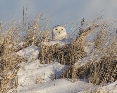 Snowy Owl peaks over dune