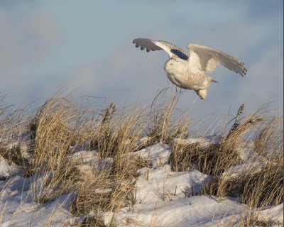 Snowy Owl takes off from dune before sunset