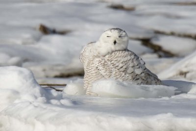 Snowy Owl fluffs and rests on icy marsh